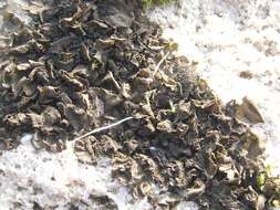 Image of jelly lichen