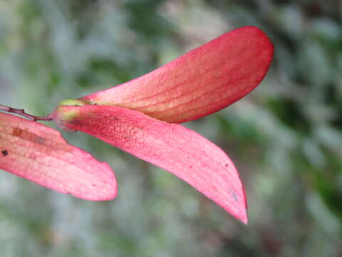 Image of Hopea ponga (Dennst.) D. J. Mabberley