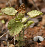 Слика од Cigaritis schistacea