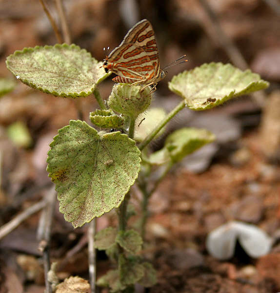 Слика од Cigaritis schistacea