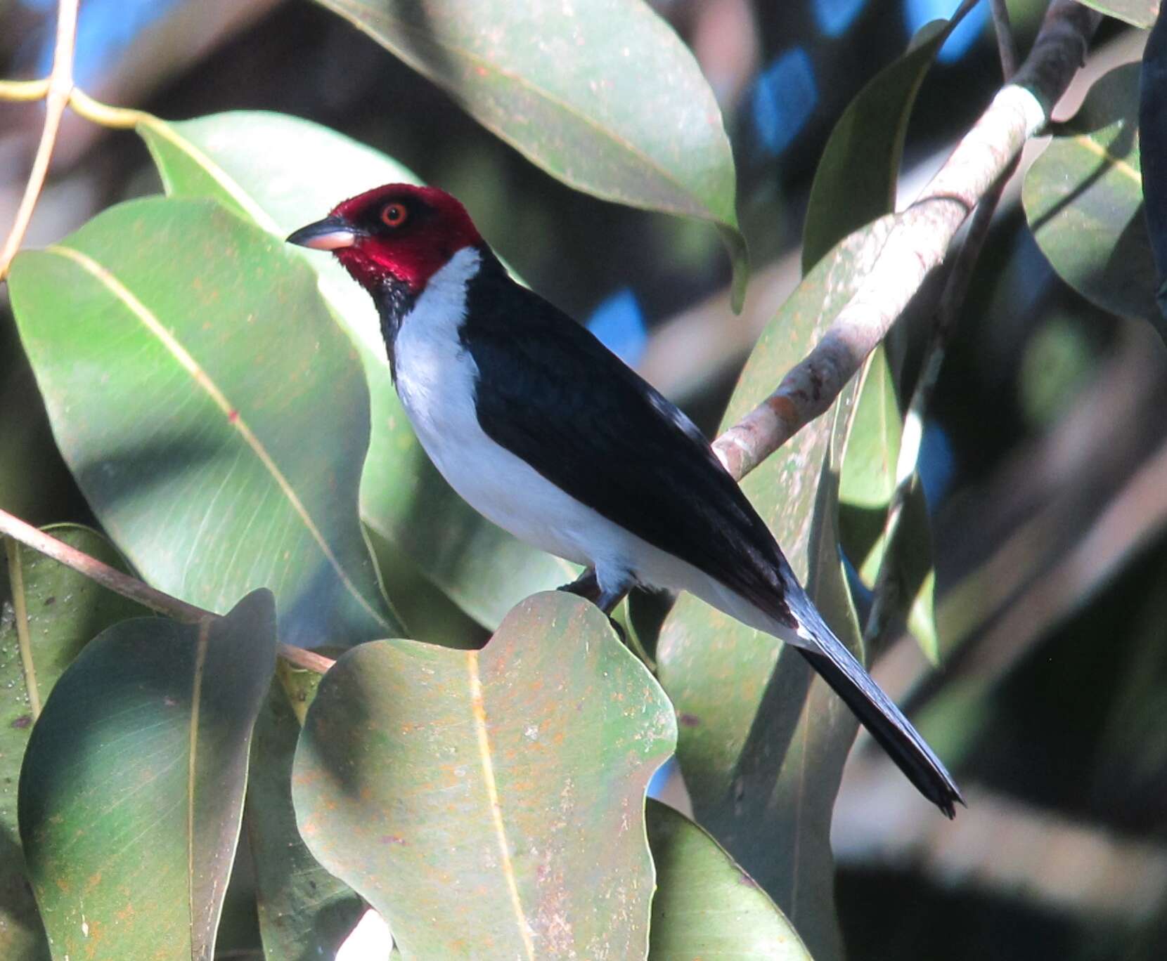 Image of Red-capped Cardinal