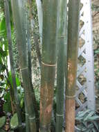 Image of textile bamboo