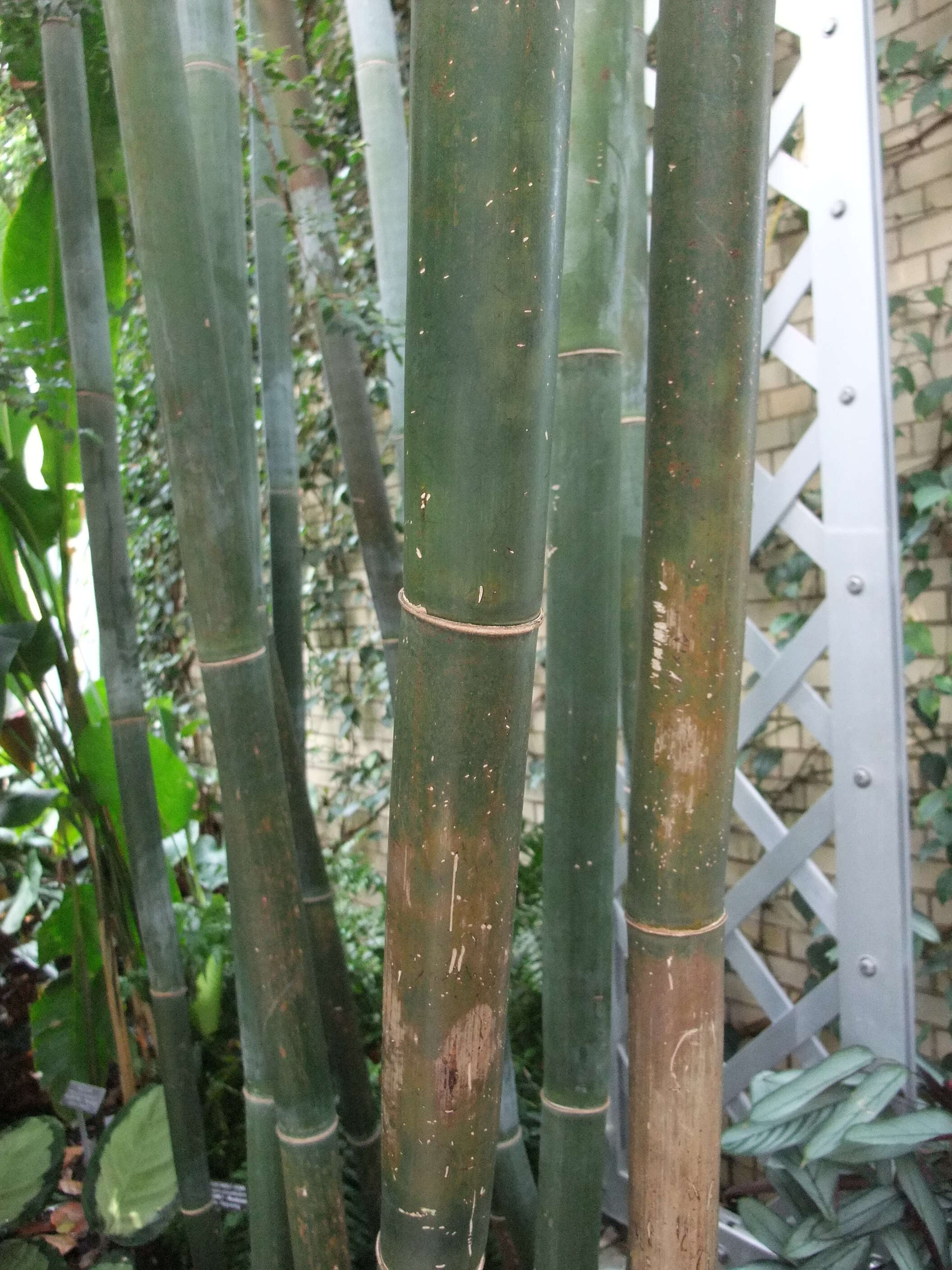 Image of textile bamboo