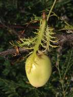 Image de Passiflora pectinata Griseb.