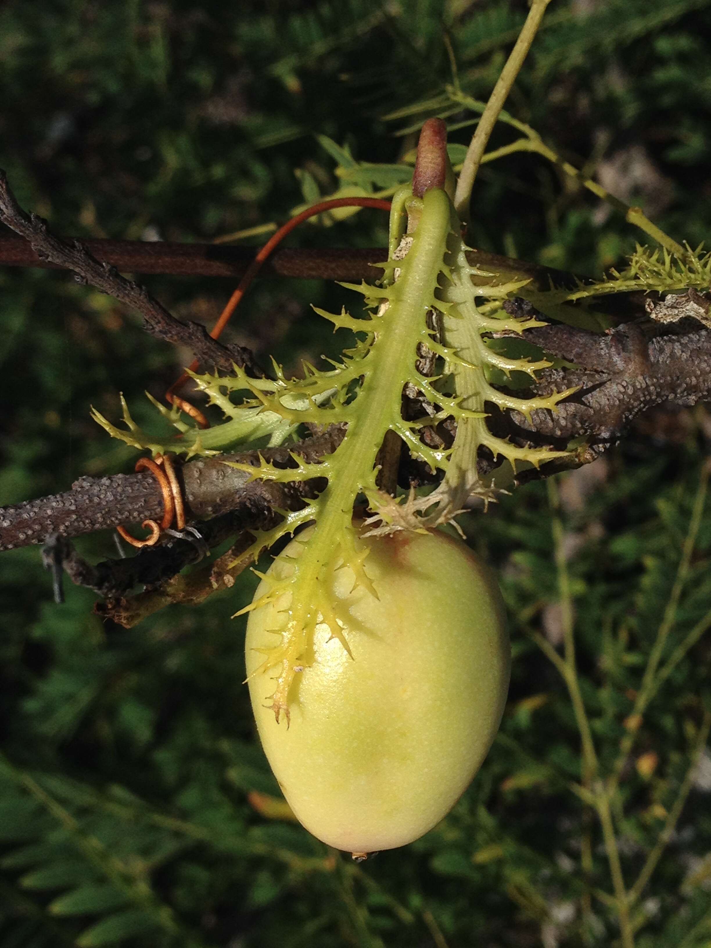 Imagem de Passiflora pectinata Griseb.