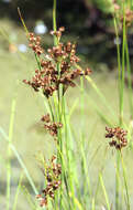 Image of Round-fruited Rush