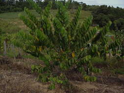 Plancia ëd Annona cherimola Mill.