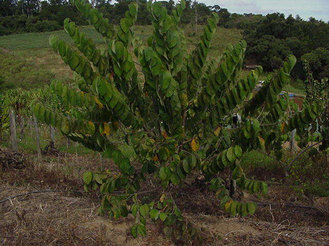 Plancia ëd Annona cherimola Mill.