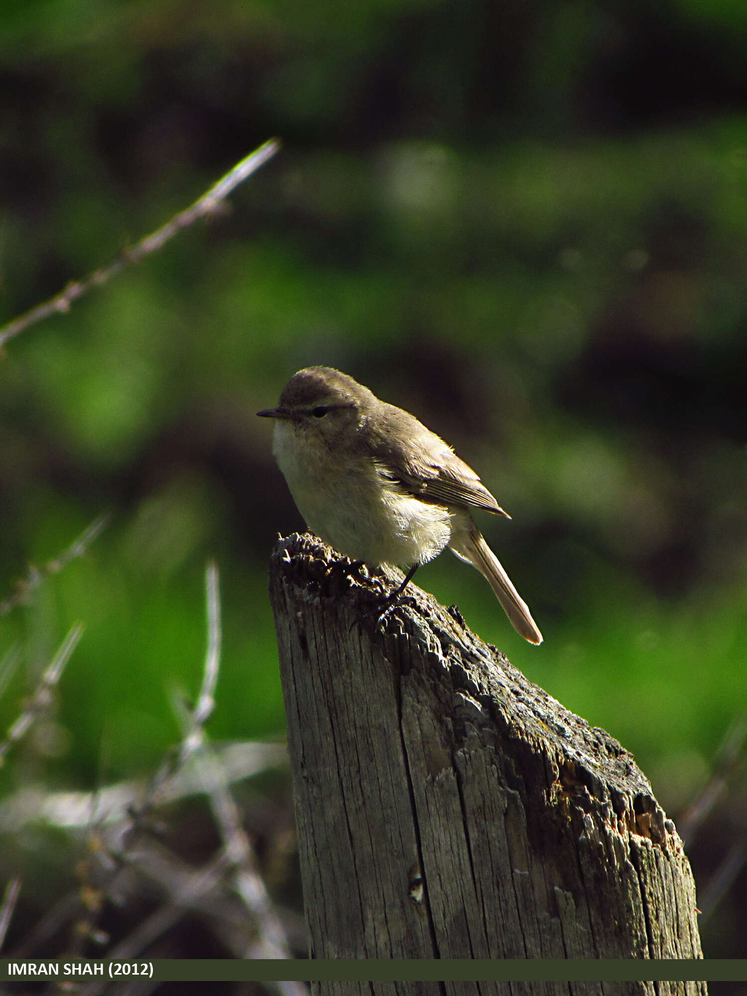 Image of Mountain Chiffchaff