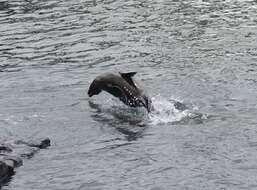 Image of Galapagos Sea Lion