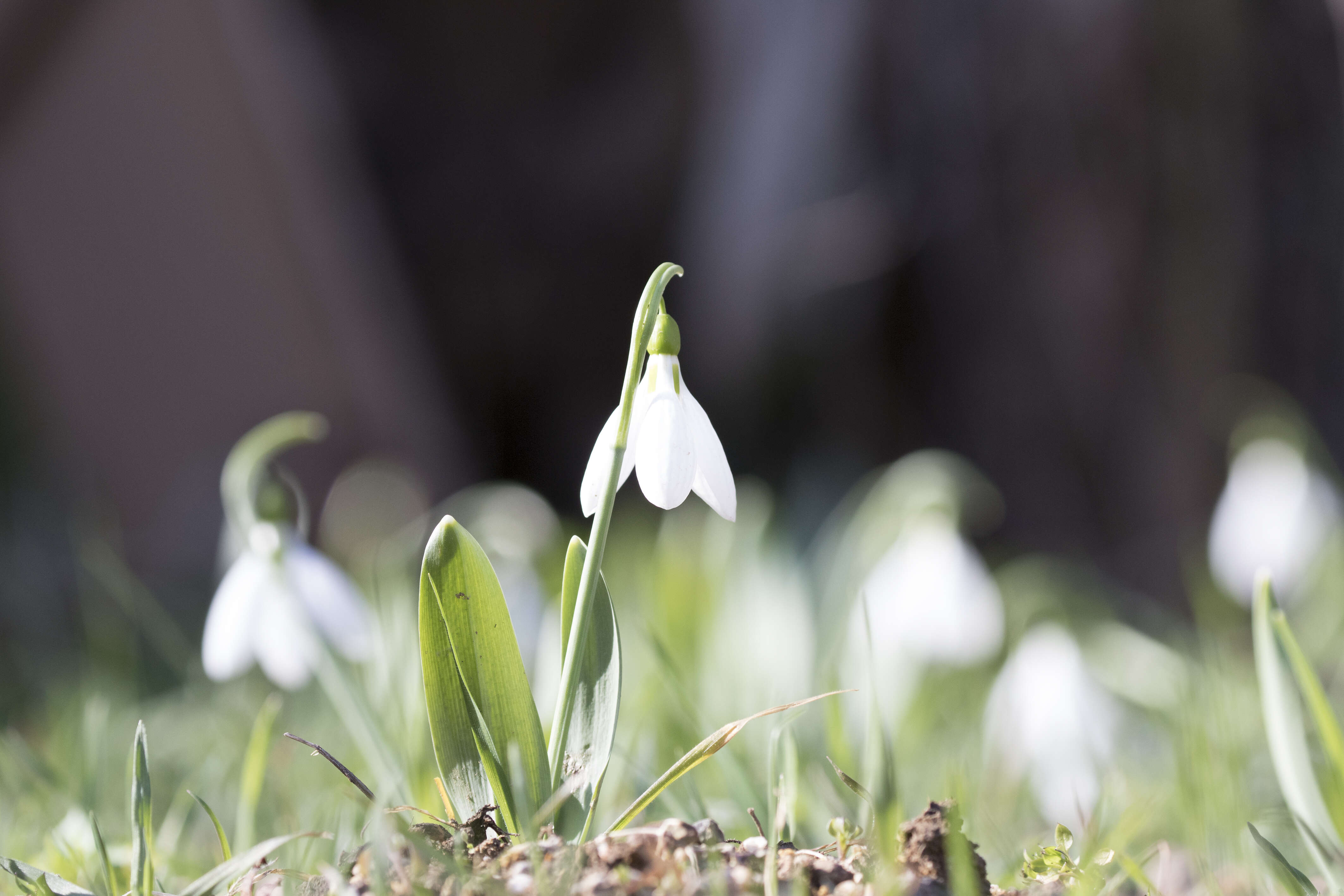 Image of giant snowdrop