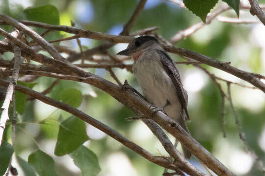 Image of Rose-throated Becard