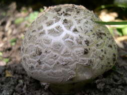 Image of Amanita strobiliformis (Paulet ex Vittad.) Bertill. 1866