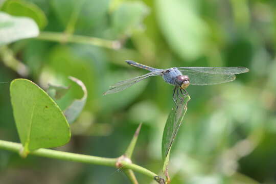 Image of Blue Chaser