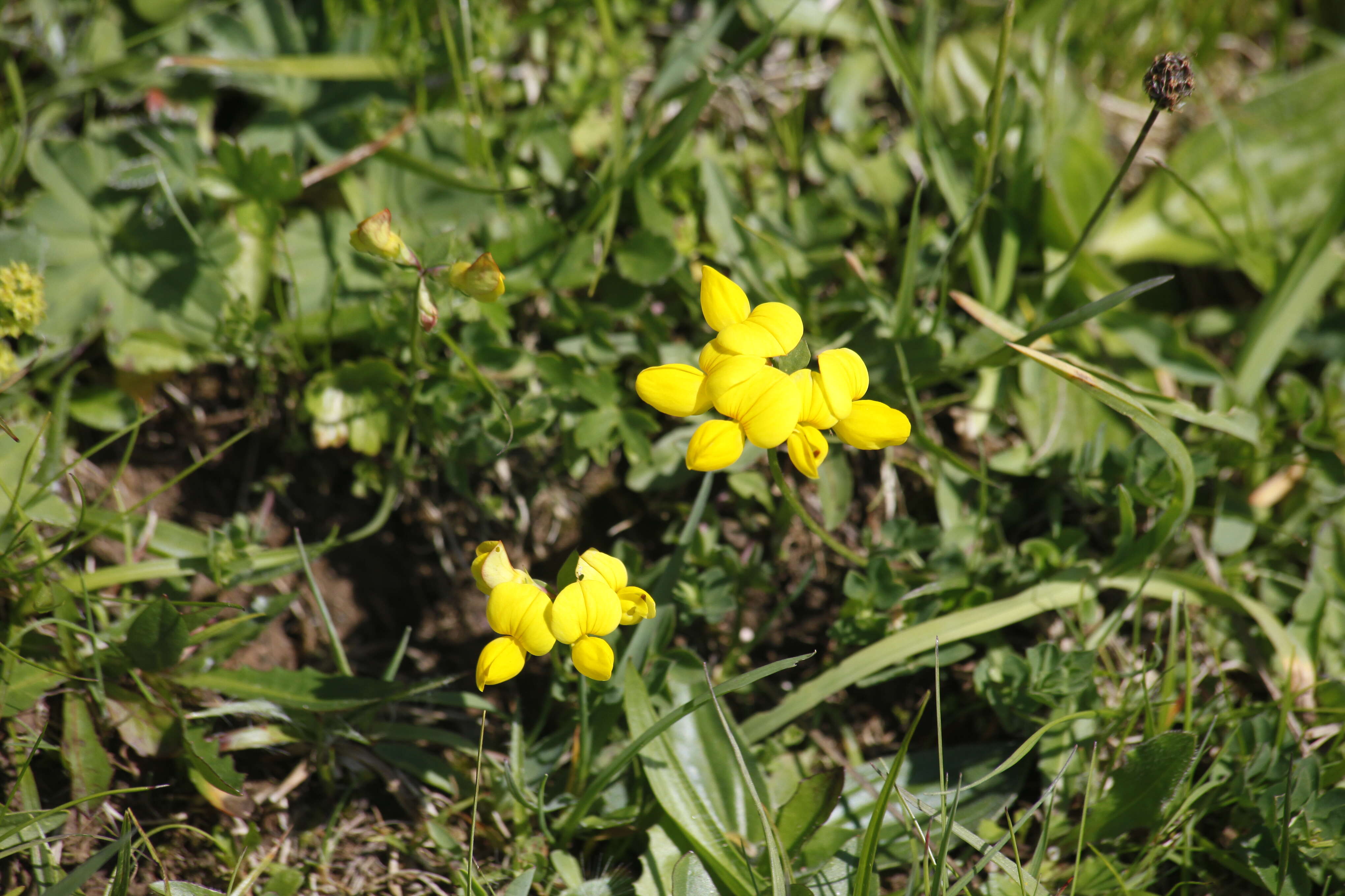 Image of Common Bird's-foot-trefoil