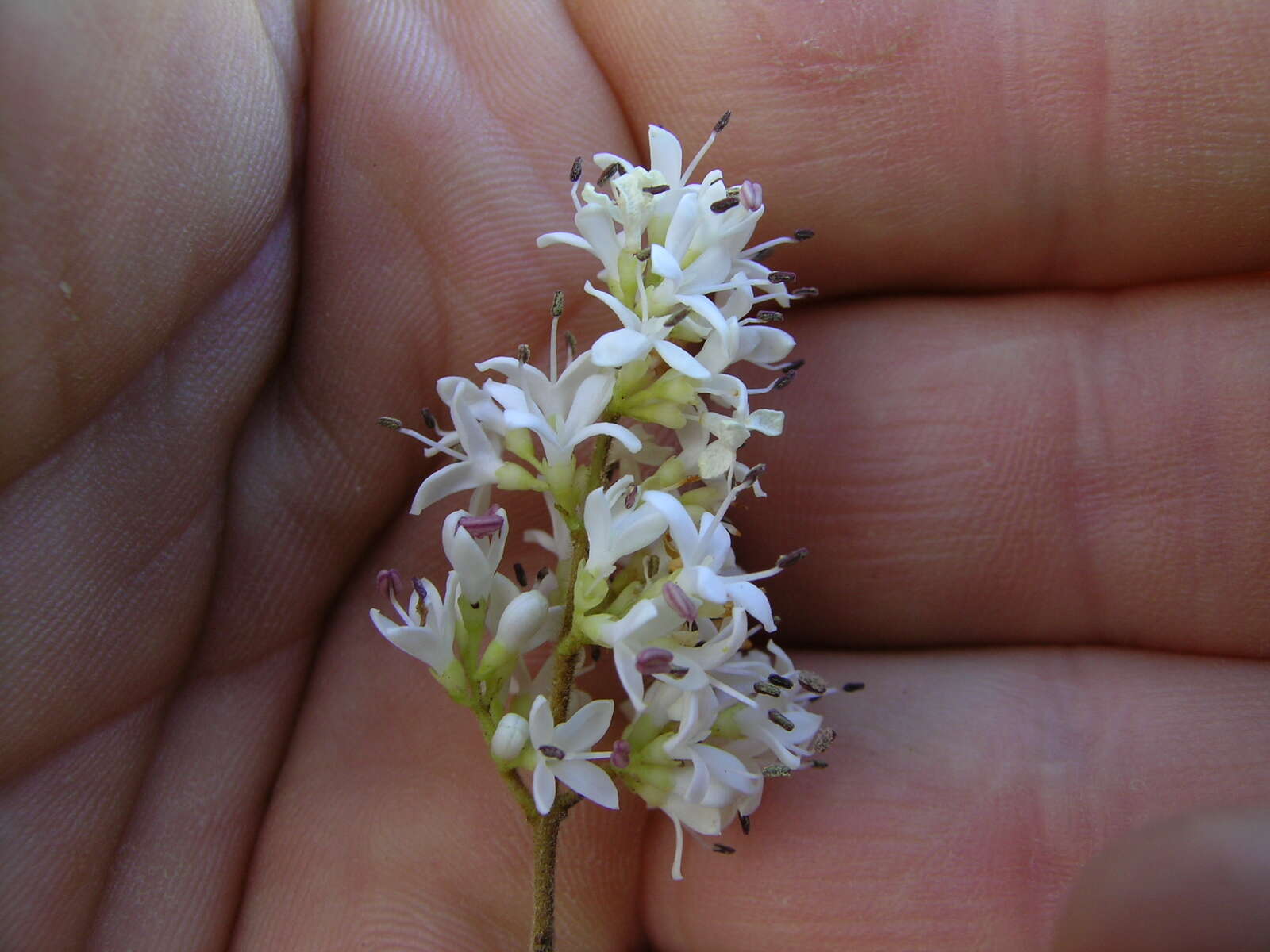 Image of Chinese privet