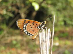 Image of Acraea terpsicore