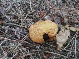 Image of Buchwaldoboletus lignicola (Kallenb.) Pilát 1969