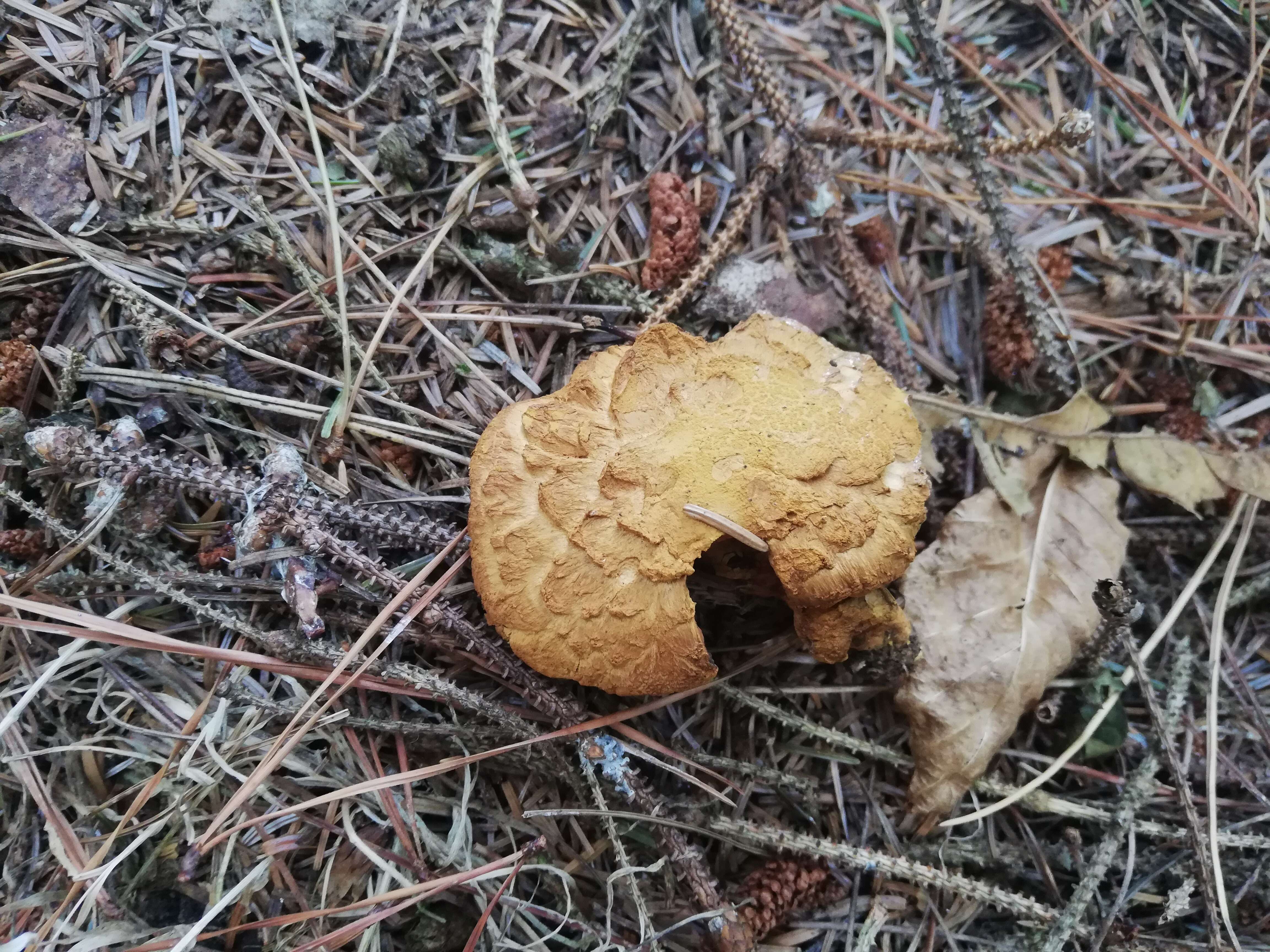 Imagem de Buchwaldoboletus lignicola (Kallenb.) Pilát 1969