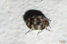 Image of Sacramento Anthicid Beetle