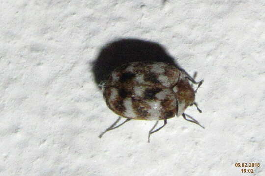 Image of Sacramento Anthicid Beetle