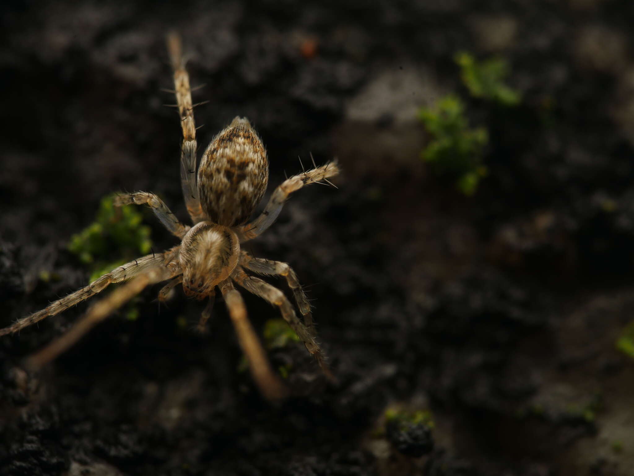 Image of Anyphaena accentuata (Walckenaer 1802)