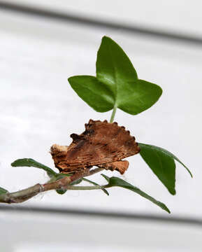 Image of Small Lappet Moth