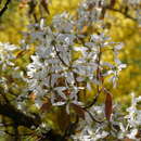 Image de Amelanchier lamarckii