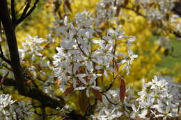 Image of Amelanchier lamarckii