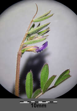 Imagem de Vicia lathyroides L.