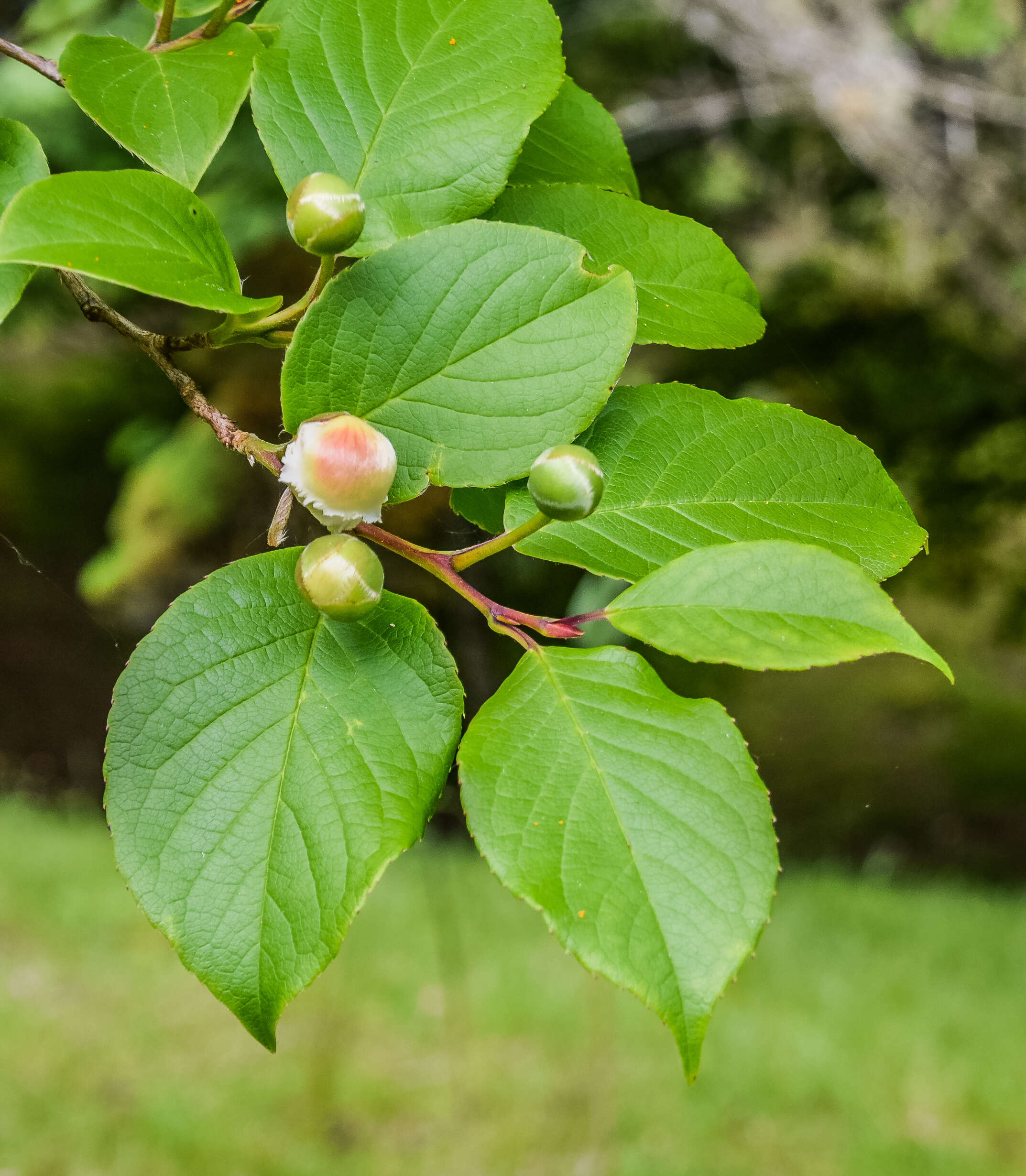 Imagem de Stewartia pseudocamellia Maxim.