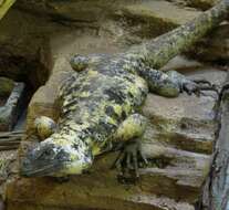 Image of San Esteban Island chuckwalla