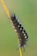 Image of Larch Tussock Moth