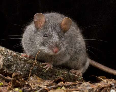 Image de Fausse Souris Fuligineuse