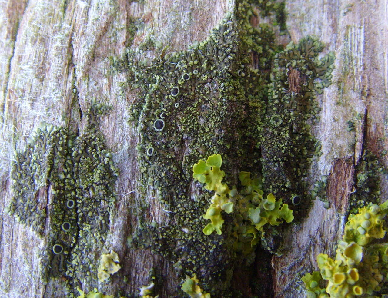 Image of Shadow-crust lichens