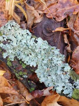 Image of Hammered shield lichen