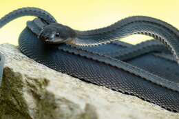 Image of Rough-backed Litter Snake