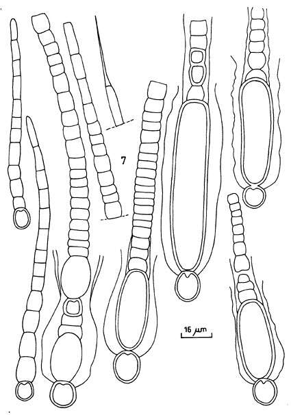 Image of Gloeotrichiaceae