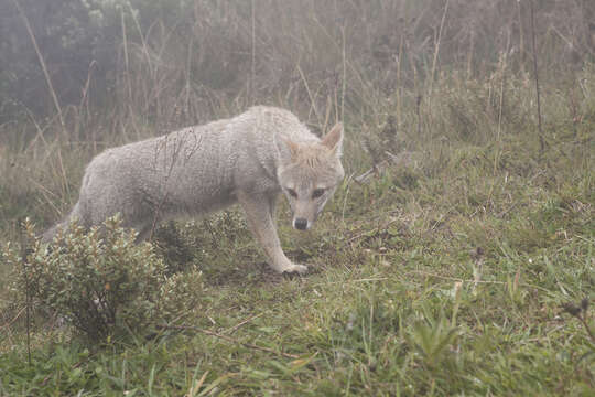 Image of Lycalopex gymnocercus