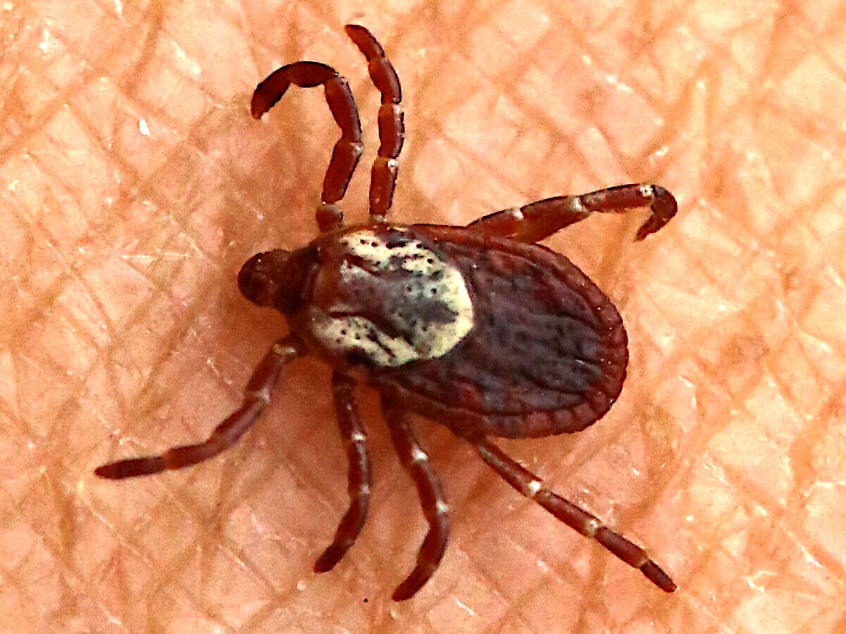 Image of American dog tick