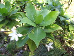 Imagem de Scaevola chamissoniana Gaud.