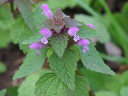 Image of purple archangel