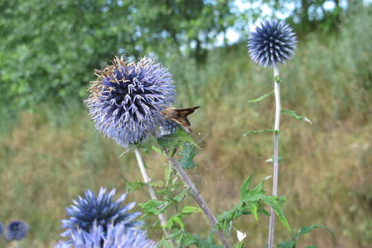 Image of Echinops bannaticus Rochel ex Schrad.