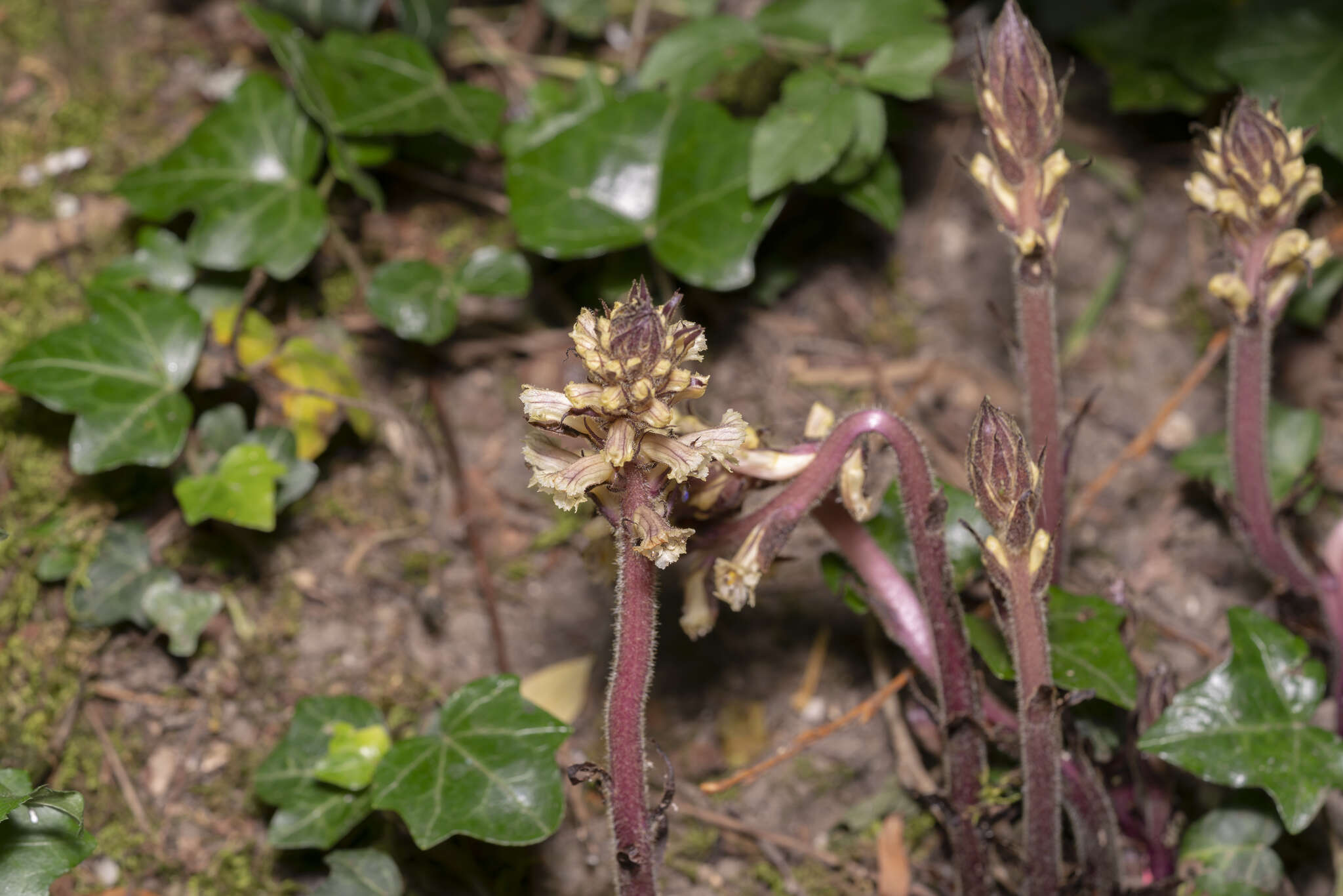 Image of ivy broomrape