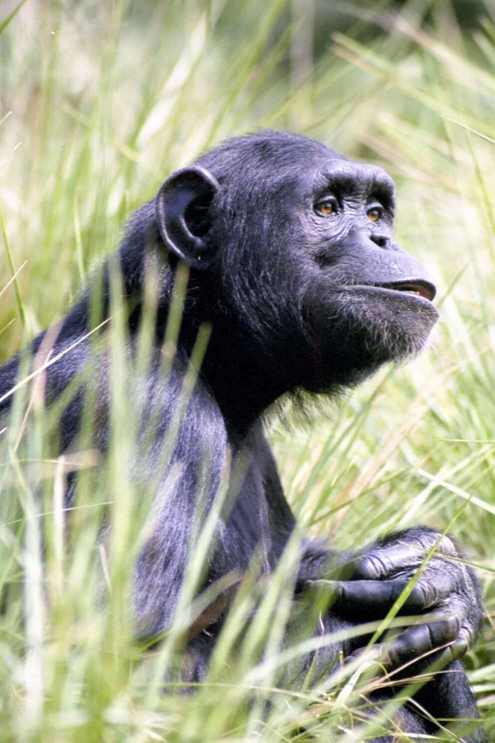 Image of Chimpanzees