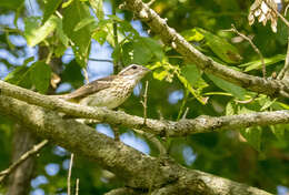 Image of Rose-breasted Grosbeak