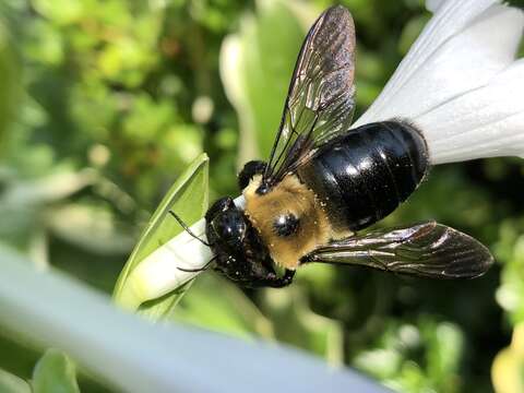 Image of Eastern Carpenter Bee