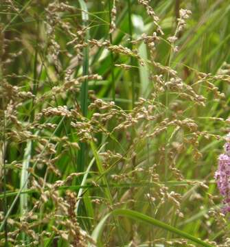 Imagem de Glyceria canadensis (Michx.) Trin.