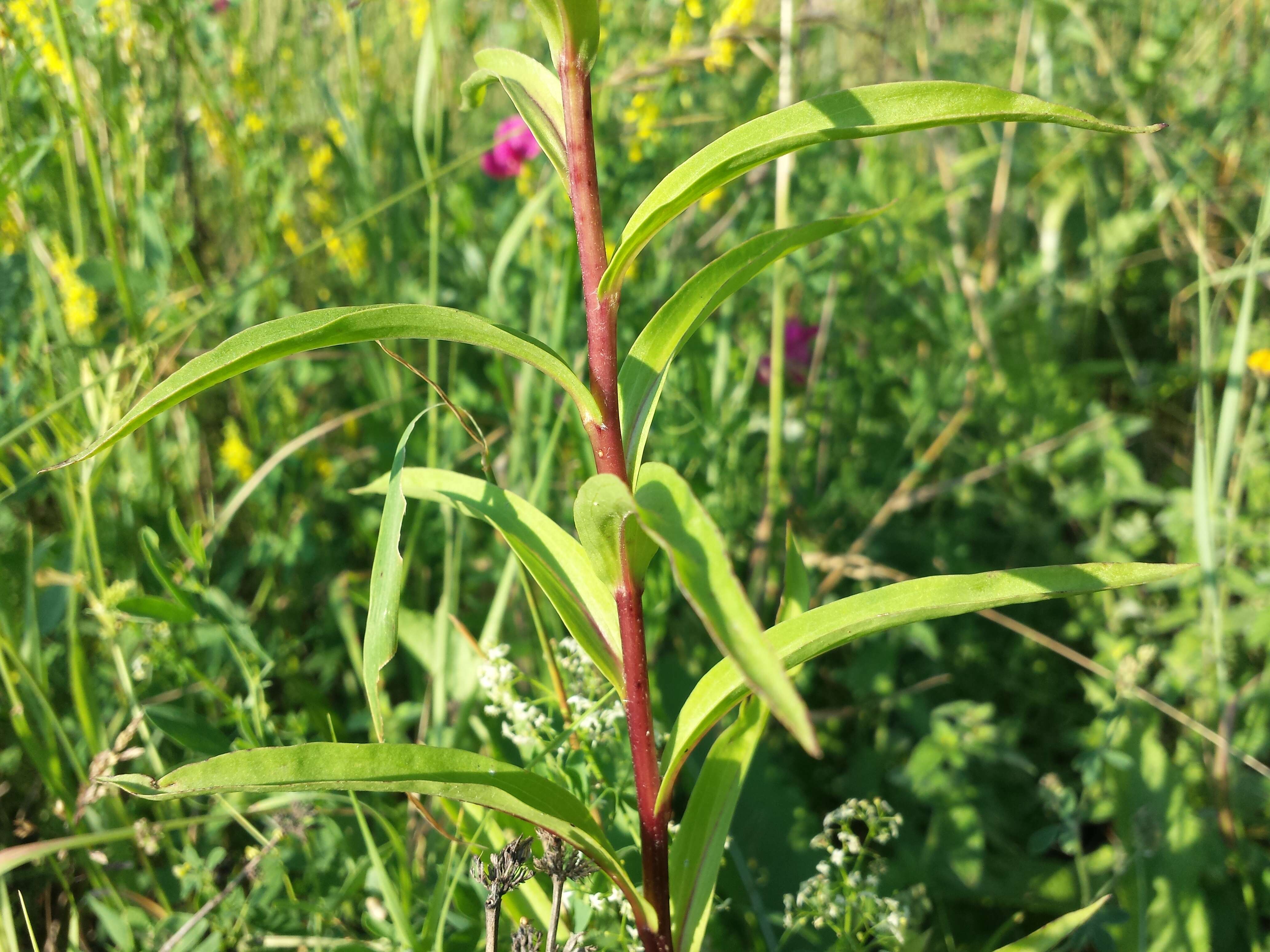 Image of Grecian foxglove