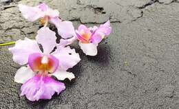 Image of Vanda teres × Vanda hookeriana